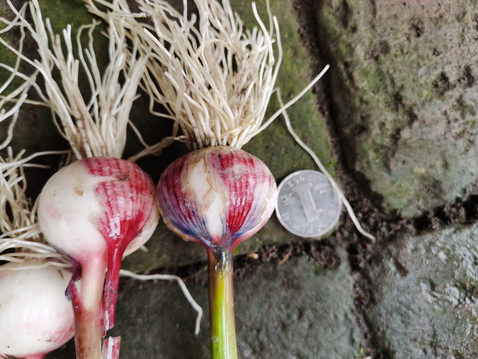 独头蒜与普通多瓣蒜对比图：左侧为3颗大小相近的独头蒜（紫红表皮、浑圆无纹），右侧为1颗典型10瓣蒜（乳白表皮、放射状分瓣明显，可见中心柱与瓣间沟），两者并排置于黑色绒布上，比例尺标注1 cm