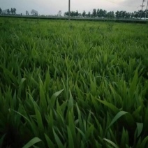 兰花鸢尾