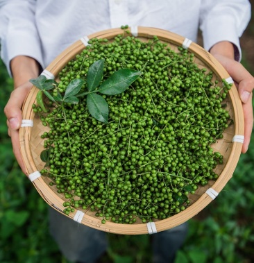 鲜滕椒新鲜产地直发散装香料调料非青椒鲜藤椒四川滕椒包邮