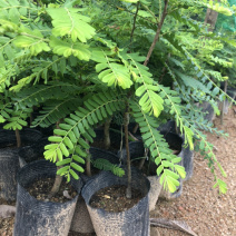 甜油甘果苗小袋，大袋，美植袋（余甘果苗），