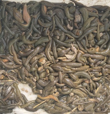 [宽体金线蛭批发]宽体金线蛭价格200.00元/斤 - 一亩田