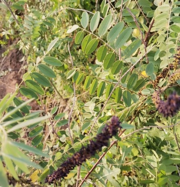 [紫穗槐批发]供应优质紫穗槐一年紫穗槐二年紫穗槐三年紫穗槐价格0.