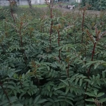 花椒苗，自己家的一手苗。质量有保证