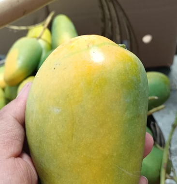 元江三年芒果挂树上自然熟的的五月份上市