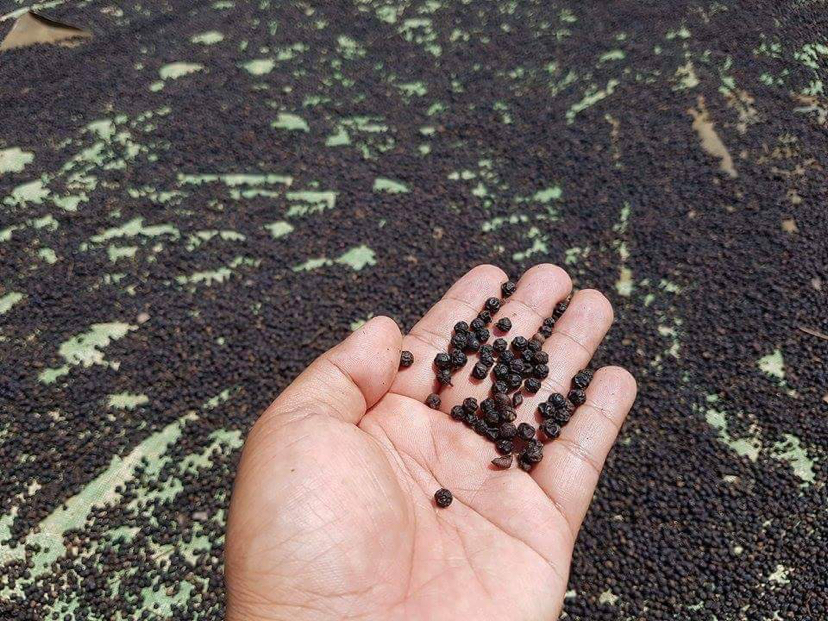印尼苏门答腊楠榜省胡椒晾晒场景