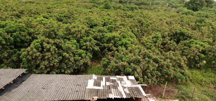 无人机俯拍石硖龙眼标准化果园盛花场景,展现规模化种植下群体花期一致性,突出花云效果、规范树形及现代化栽培设施配套 果园航拍视角下的石硖龙眼成年结果树,正值盛花初期,整片果园呈现淡青白雾状花云,树冠层次分明,行距规整,地面覆盖反光地膜