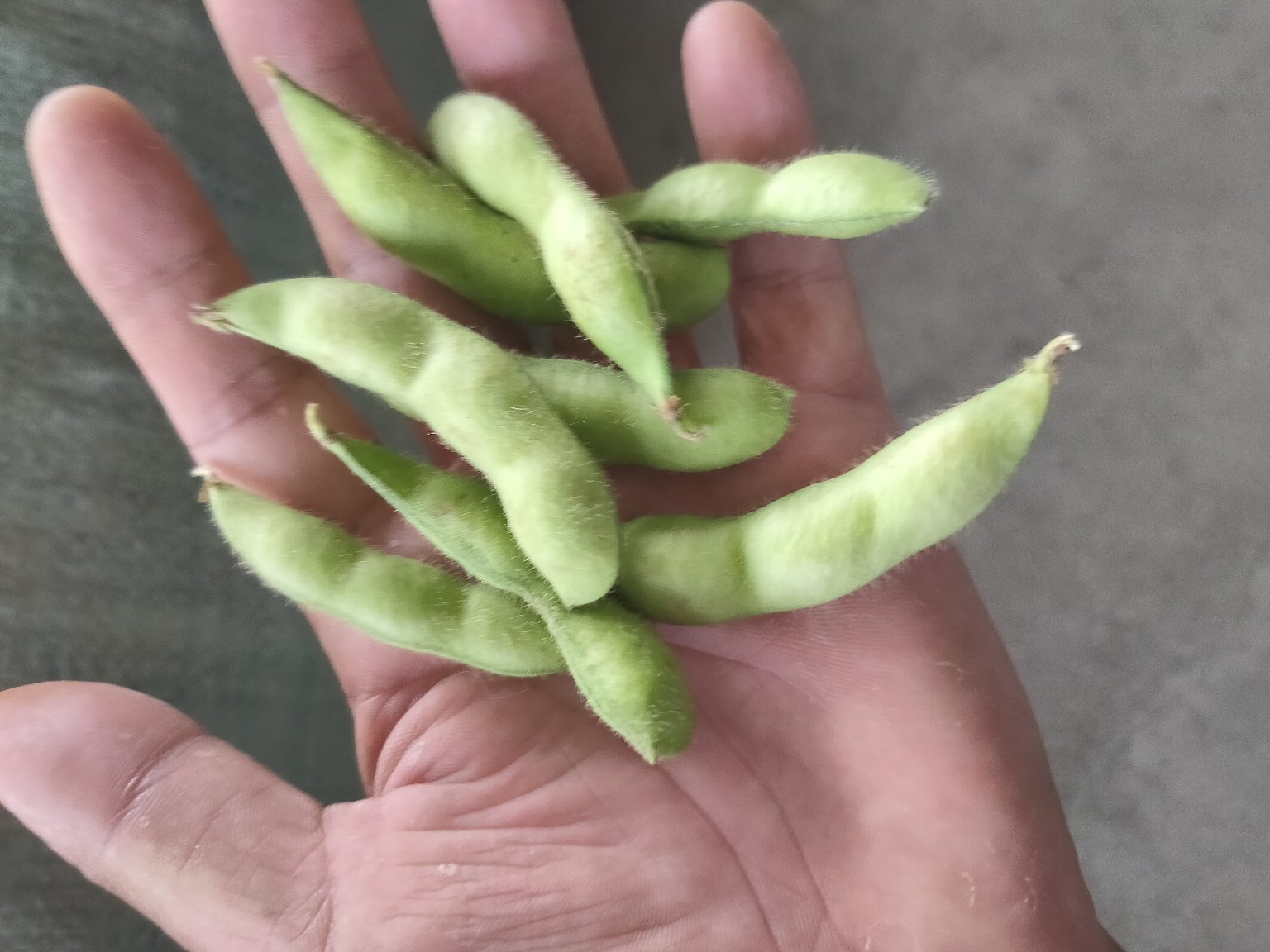 毛豆焯水过程