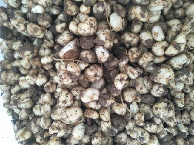 川贝母药材特写,展示其完整的鳞茎形态与自然色泽 川贝母药材特写