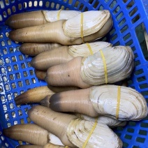靓货，各规格进口蚌，加州，加拿大，美国蚌，现货批发。