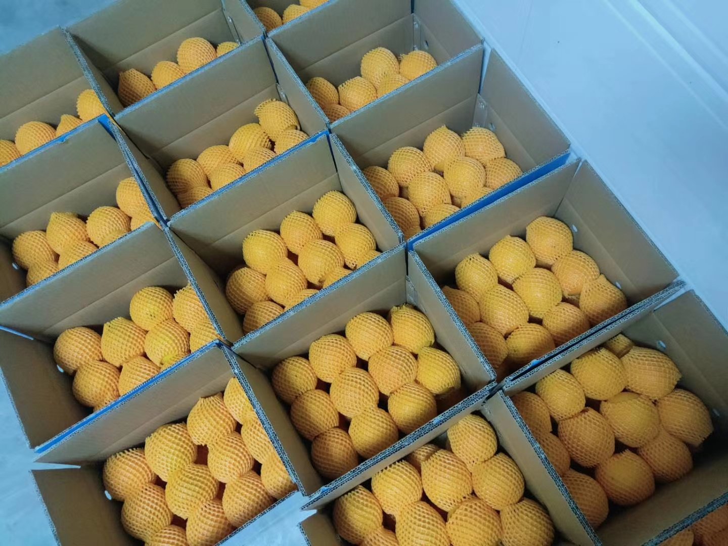 伦晚脐橙包装与电商发货现场