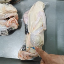 白条绿头鸭