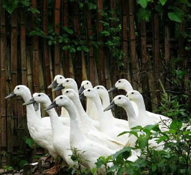 黑嘴麻鸭,鸭子,沭水湖鸭,老鸭