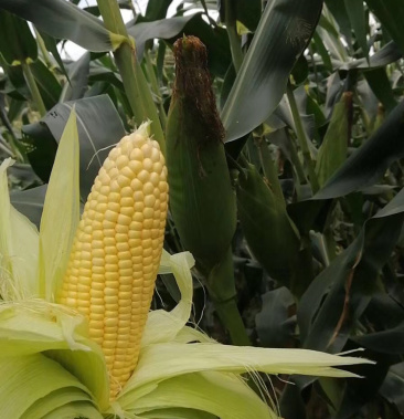 太阳花甜玉米粒粒饱满 大量供应平台包园日供量10万