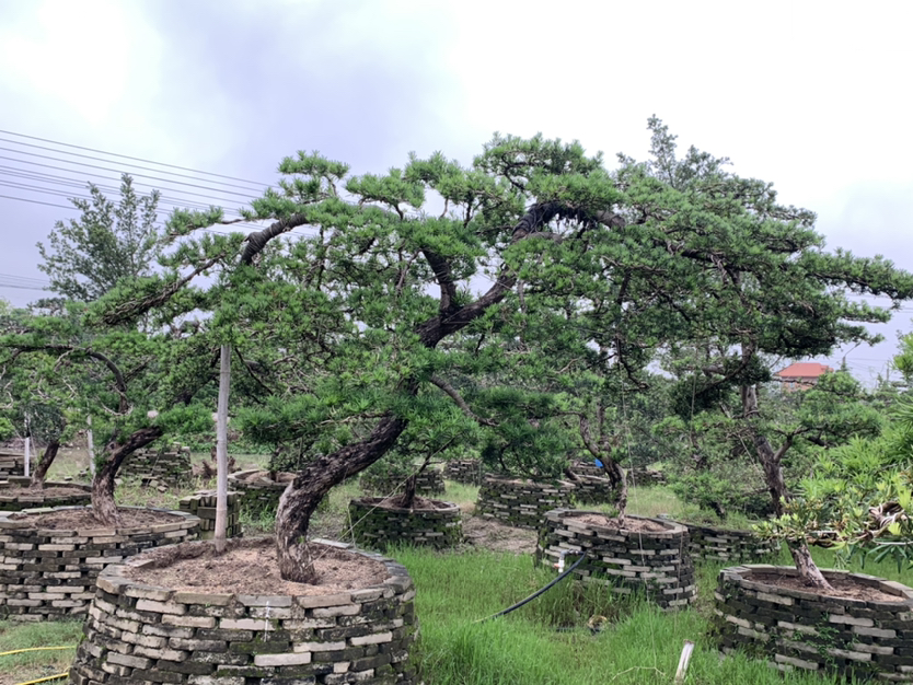 罗汉松造型艺术展示区