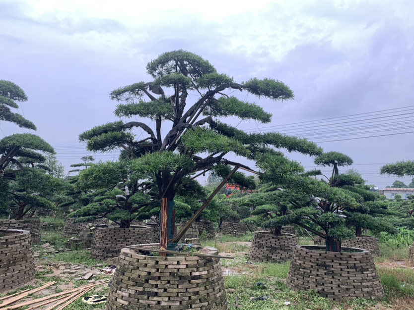 罗汉松在不同地理环境下成功种植实景对比图