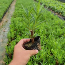 夹竹桃、红花、粉花、黄花夹竹桃，具有一定观赏性