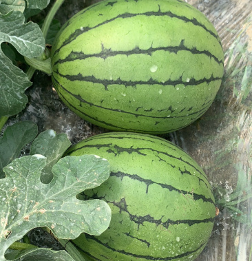 四川口口脆西瓜 3斤打底 9成熟 直生苗口感好