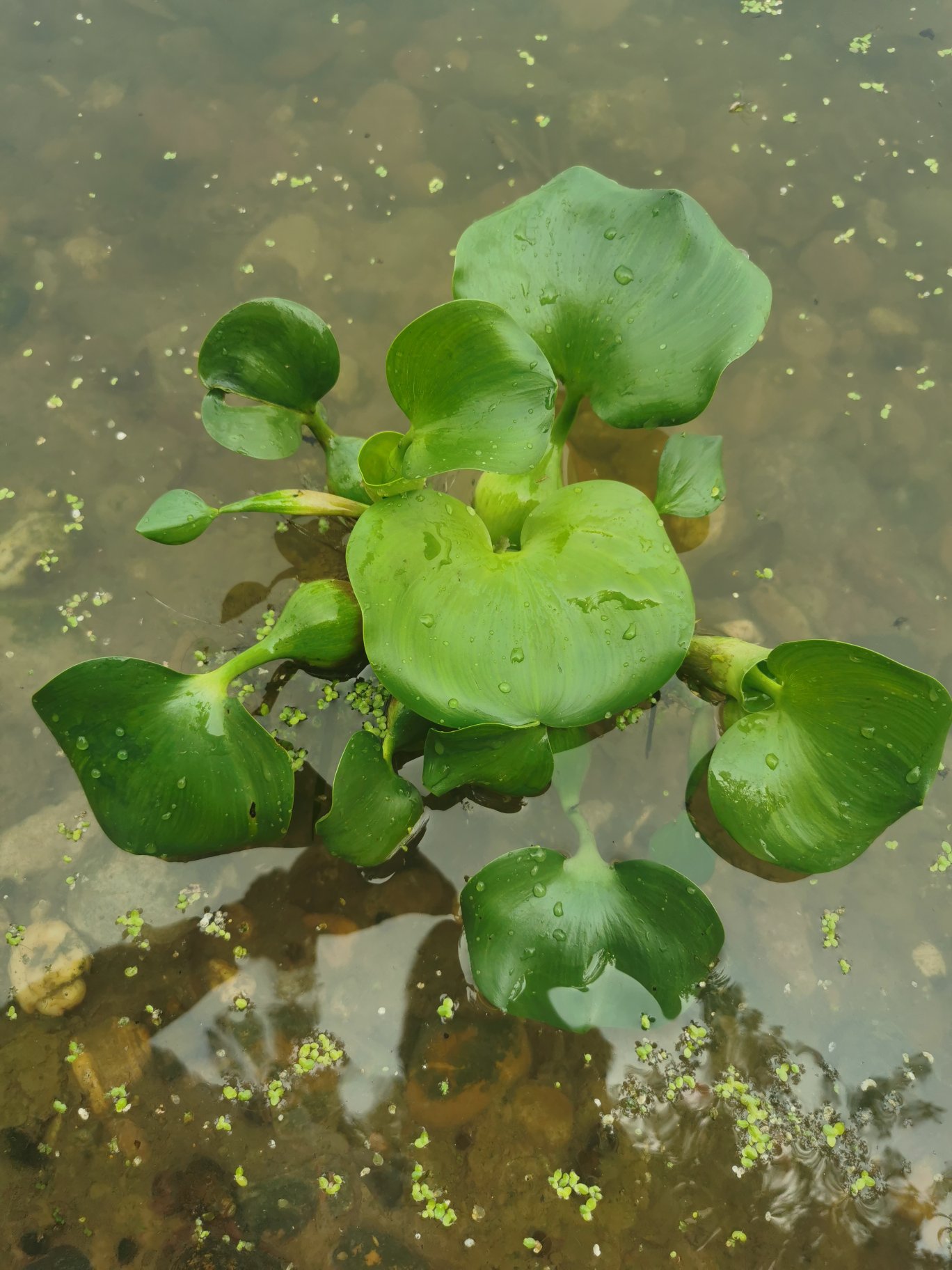 [轮叶黑藻批发]大量批发水芙蓉水葫芦产地直销水草水下草价格11.
