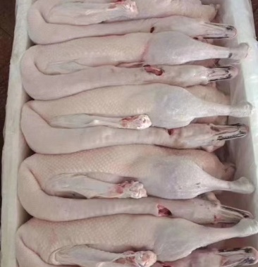 白条鹅黑棕鹅90天到100天左右各靓鹅养殖场直销