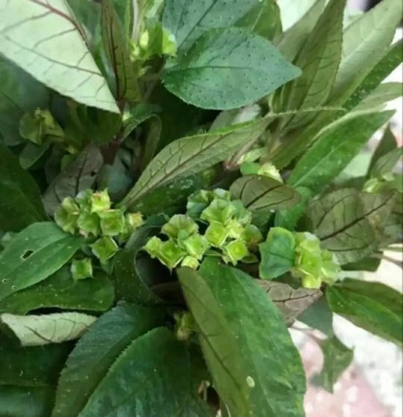 [风柜斗草批发]风鼓草一手货,新鲜,干货,福建三明价格30.