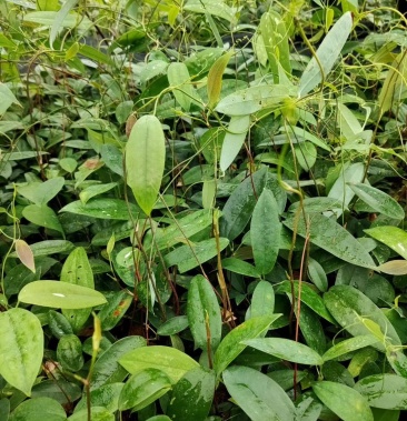 土茯苓种苗白肉土茯苓种苗