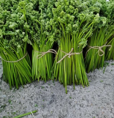 蕨菜干东北蕨菜黑龙江蕨菜岭北蕨菜大兴安岭蕨菜