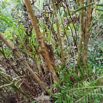 大山黄牛木苗