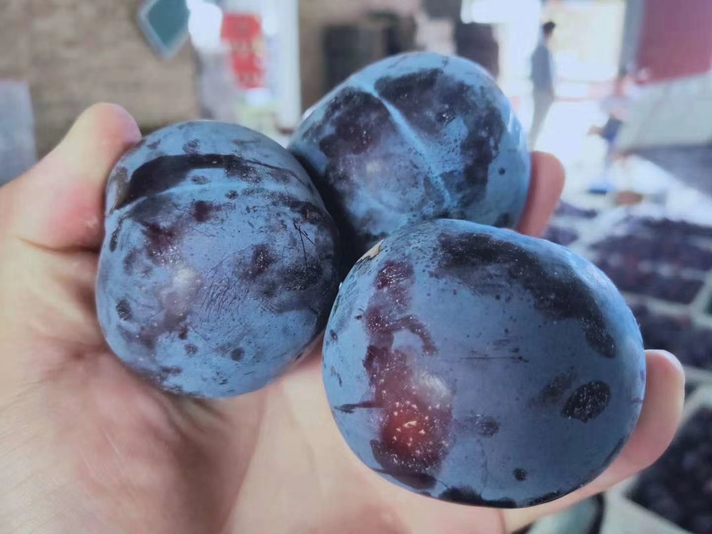 黑布林李子成熟度对比图