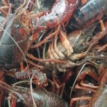 龙虾，，还有虾尾，基地直供，欢迎订购