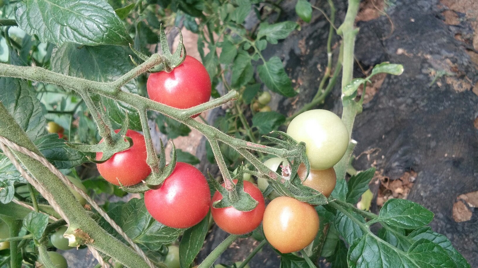 贝贝柿子与圣女果的外形对比图