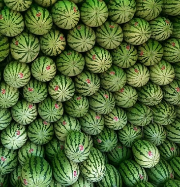 宁夏硒砂瓜,石缝瓜,包熟包甜,产地一手货源,代发全国市场