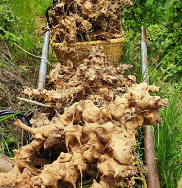 金刚藤菝葜一手货源产量高提供技术指导