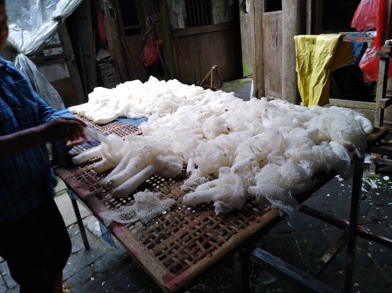 长裙竹荪干品与泡发对比图