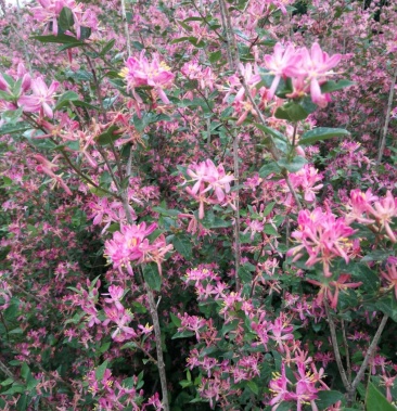 直销红花忍冬蓝叶忍冬金银忍冬规格全实地看苗订购