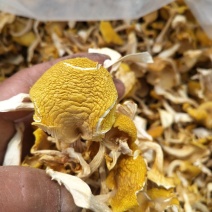 鸡油菌黄金菇榆黄蘑烘干多叶货一手货源无中间商