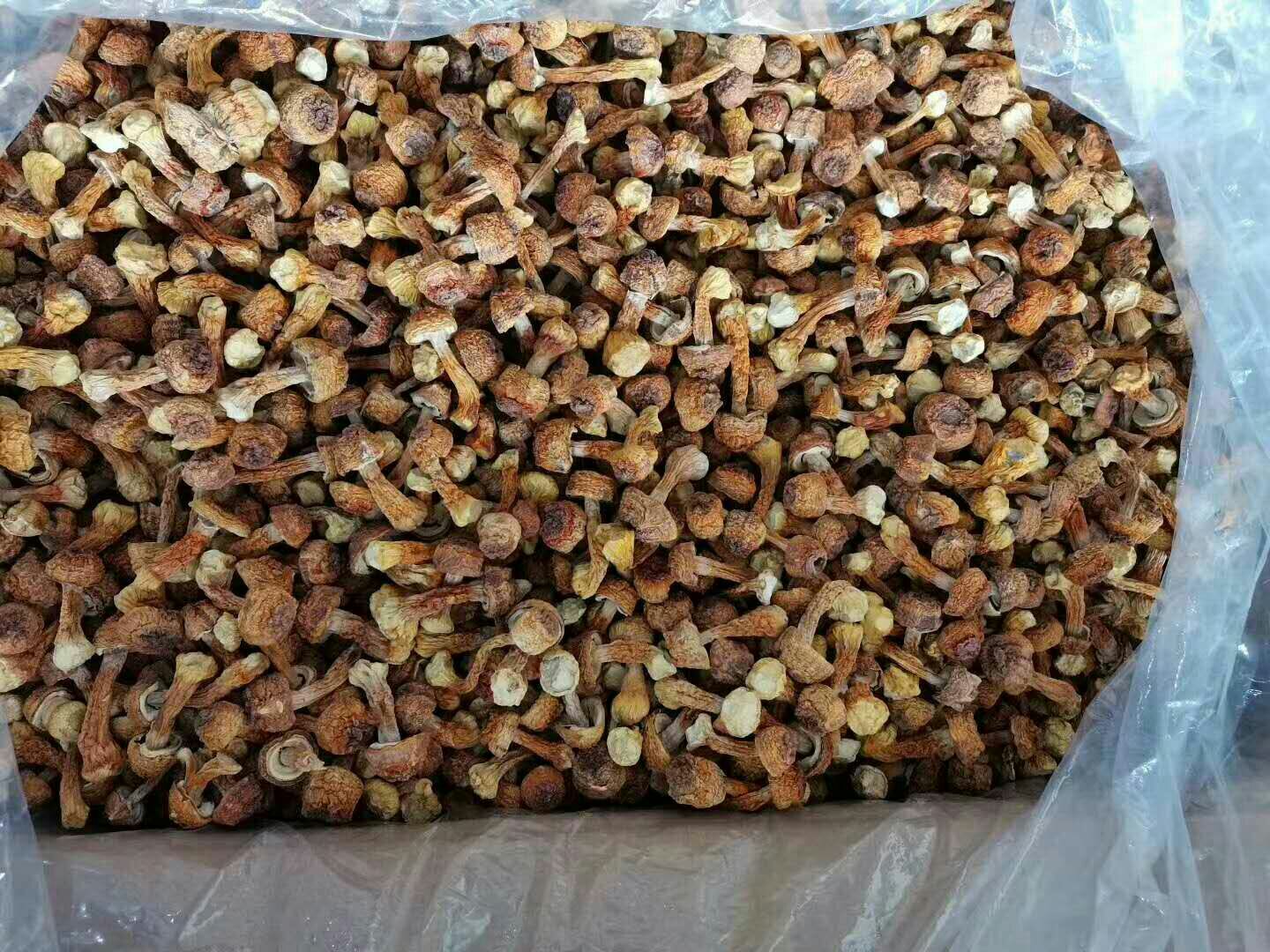 姬松茸营养成分图