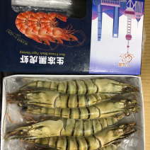 越南生冻黑虎虾，新鲜急冻