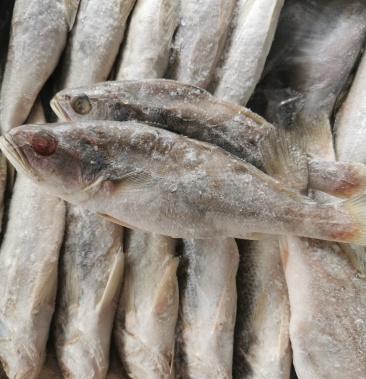 [白姑鱼批发]闪电白姑鱼价格31.00元/公斤 - 一亩田