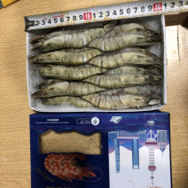 400克15～17只一盒生冻黑虎虾