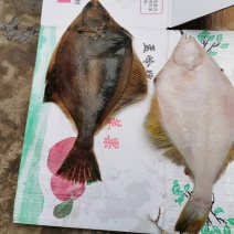 黄金碟鱼