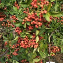 基地直销大红袍花椒苗芽苗花椒芽苗价格无刺花椒苗价格