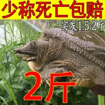 中华甲鱼55元一个包邮，包活到家，质量优良。