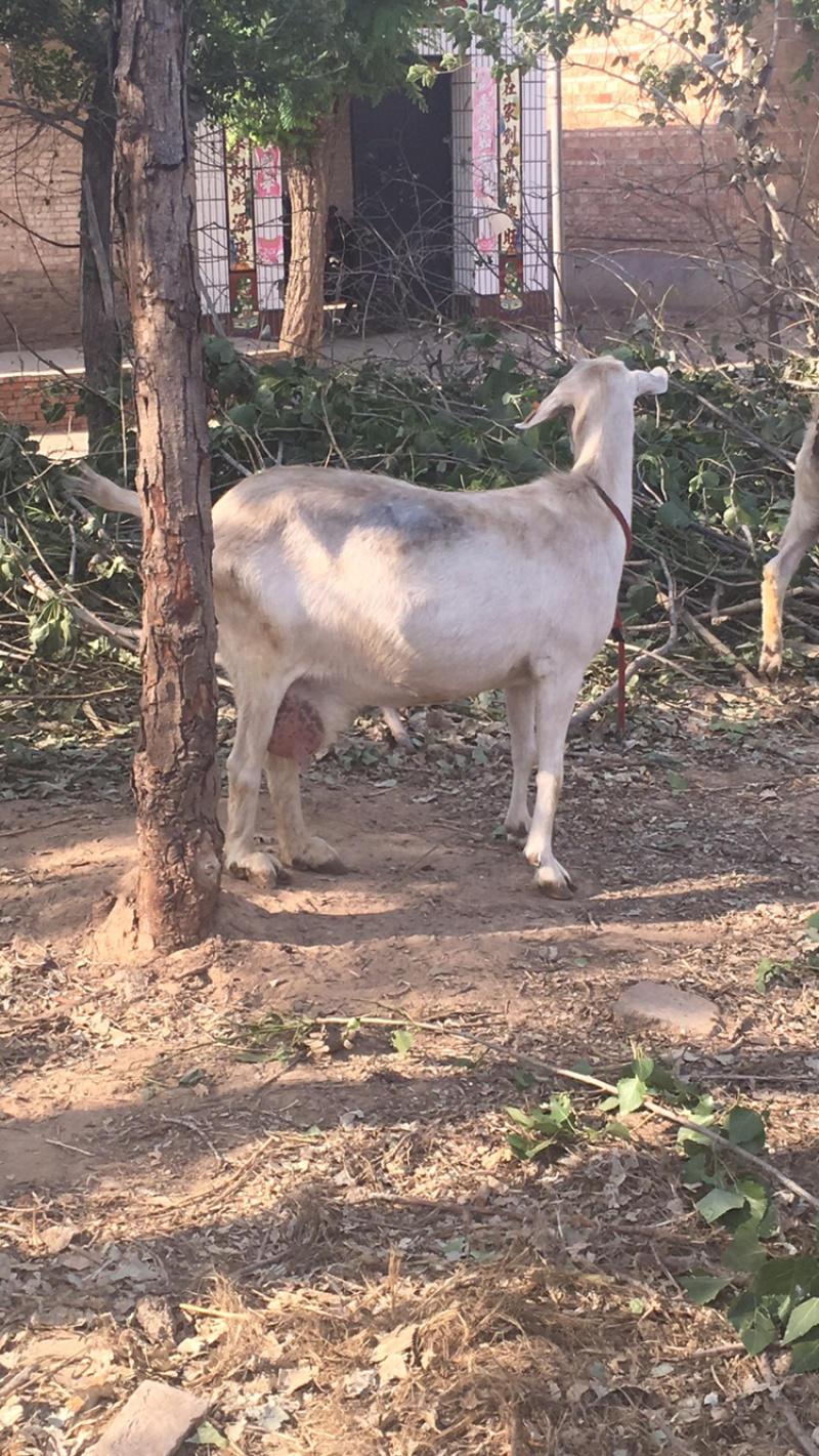 优质纯种奶山羊