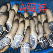 进口象拔蚌，刺身活体蚌，美国，加州，加拿大蚌现货批发