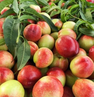 油桃中油13号,个头均,光泽好,口感,脆甜(现货)