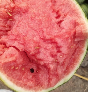 8424,口口脆小西瓜.