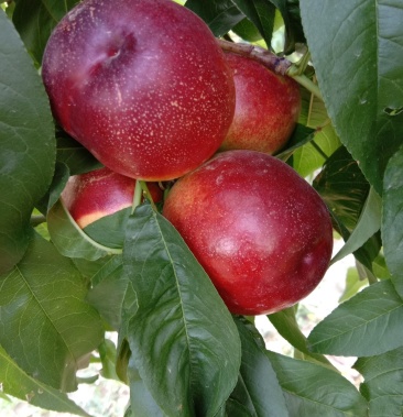 [曙光油桃批发]曙光油桃价格0.60元/斤 - 一亩田