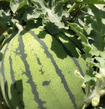 台头西瓜大量上市甜如蜜小包皮儿脆牙