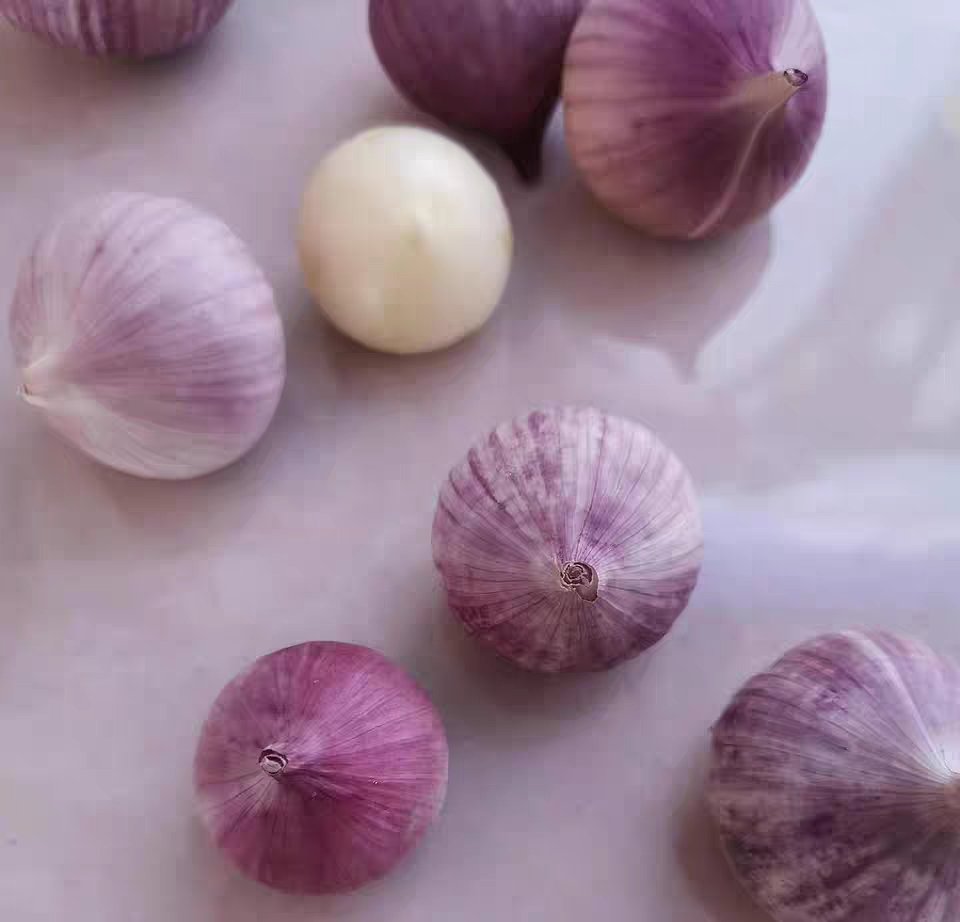 一张高清实物对比图,左侧为一颗完整的独头蒜,外皮略带紫色,表面光滑;右侧为一整颗普通多瓣大蒜,由8-12个大小不一的蒜瓣包裹在共同的外膜中;背景为木质厨房台面,光线柔和自然 独头蒜与普通多瓣蒜对比图