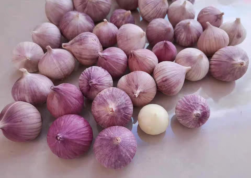 紫皮蒜头特写